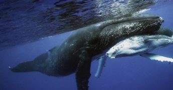 whales sing